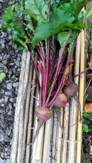 Beetroot grown by Paul at the Glyncoli Allotment